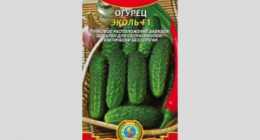 Ecole okurka - hybrid typu okurky s vynikajícími vlastnostmi